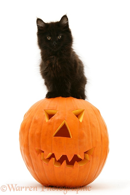 Black Maine Coon kitten with Halloween pumpkin, white background