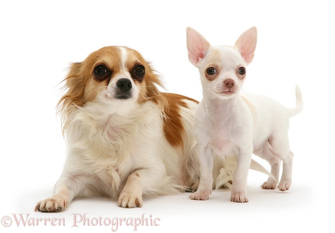Sable-and-white mother Chihuahua and white smooth-haired puppy, white background