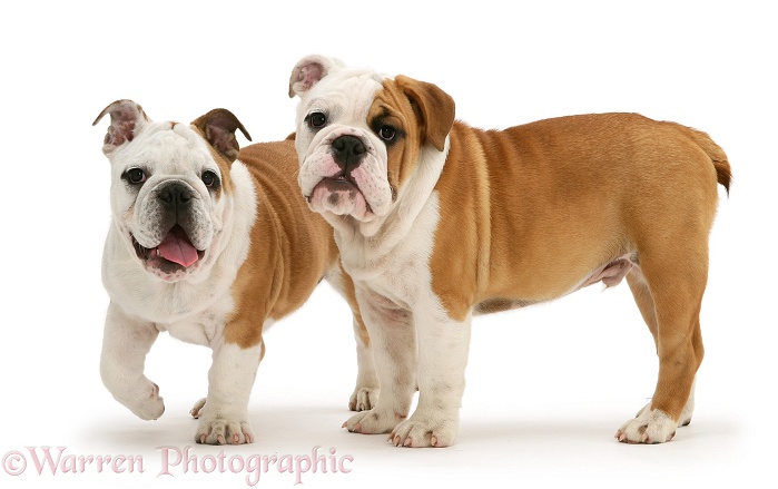 Two Bulldog pups, white background