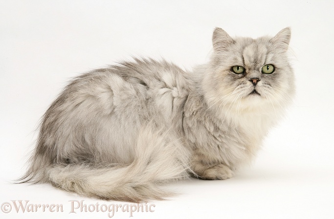 Silver tabby chinchilla Persian male cat, Cosmos, white background