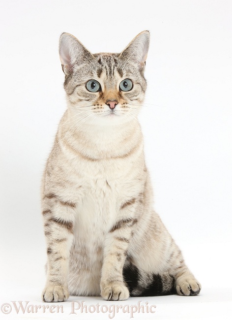 Sepia Snow Bengal-cross female cat, Lilli, 3 years old, sitting, white background