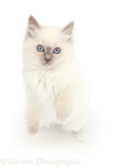 Blue-point kitten standing on hind legs and looking up with big blue eyes, white background