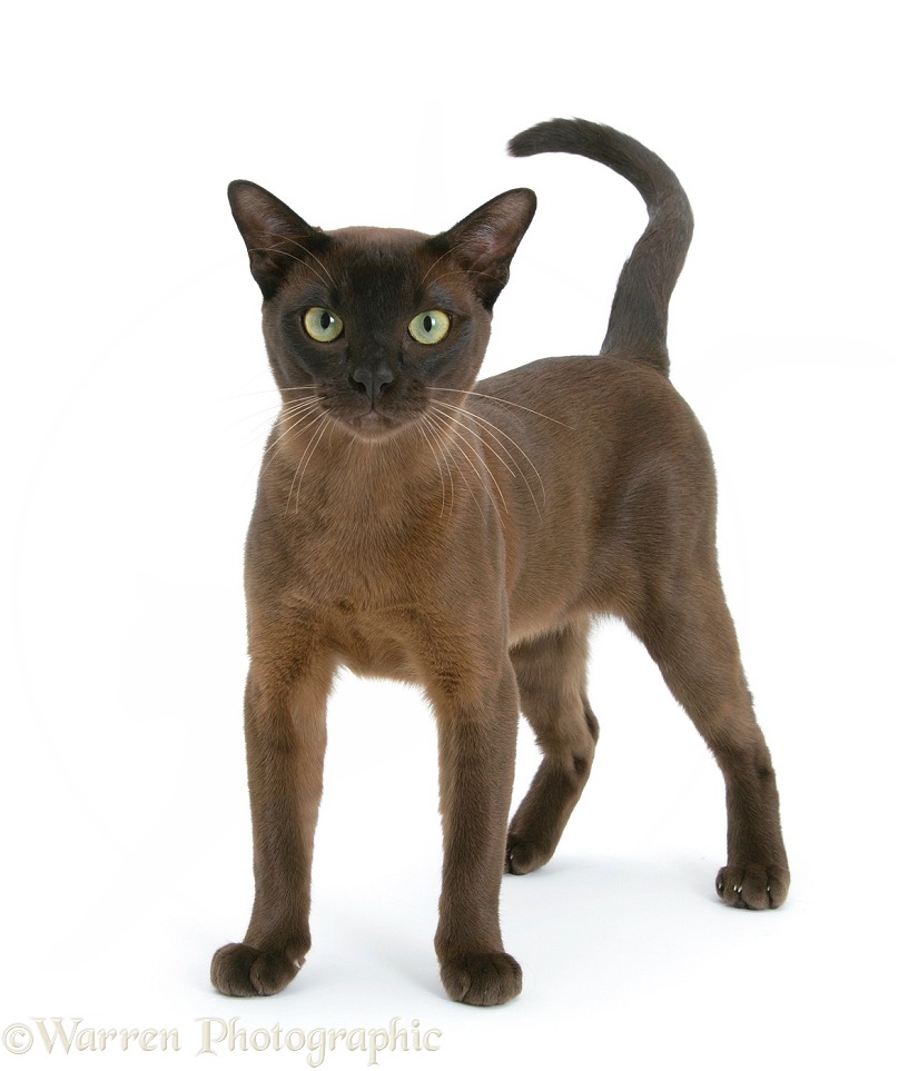 Burmese male cat, Murray, 9 months old, standing, white background