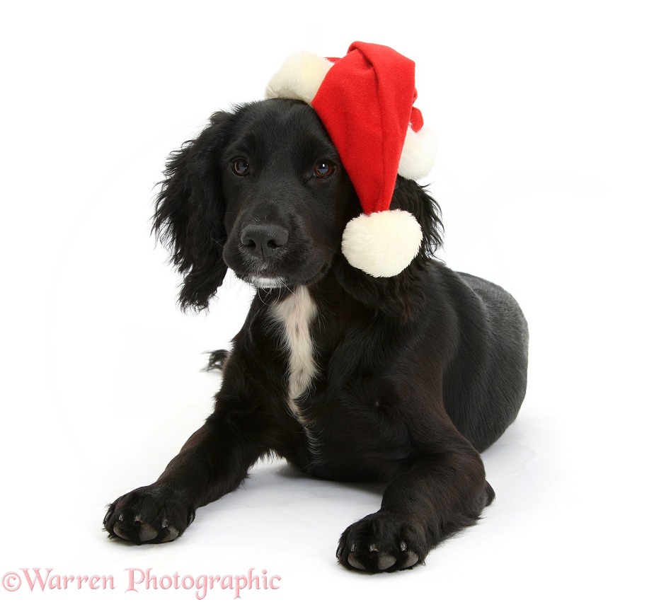 Black Cocker Spaniel bitch pup, Digit, 4 months old, wearing a Father Christmas hat, white background