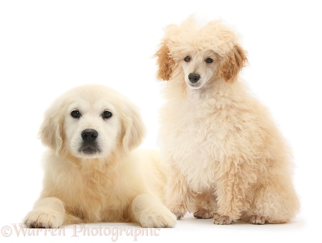 Apricot Toy Poodle, Romeo, 5 months old, and Golden Retriever pup, Daisy, 16 weeks old, white background