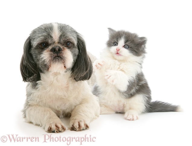 Grey-and-white Shih-tzu with grey-and-white kitten, white background