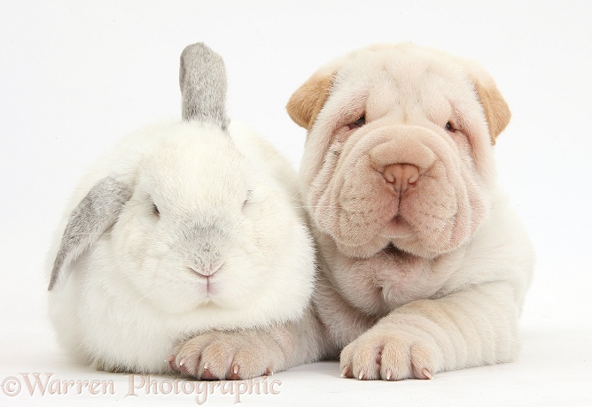 Shar Pei pup and white rabbit, white background