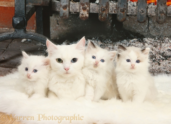 White Maine Coon-cross mother cat, Melody, and her kittens by the fire