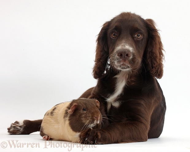 Chocolate Cocker Spaniel pup, Jeff, 4 months old, with Guinea pig, white background