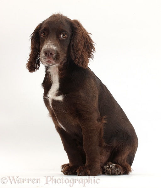 Chocolate Cocker Spaniel pup, Jeff, 4 months old, sitting, white background