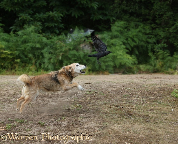 Lakeland Terrier x Border Collie, Bess, leaping after a Jackdaw (Corvus monedula)