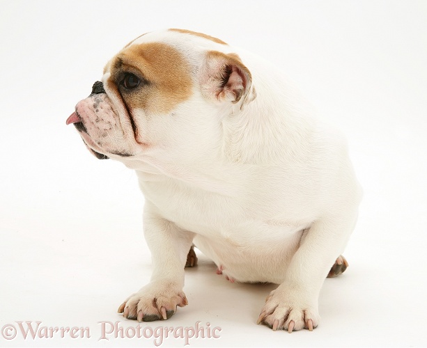 Bulldog bitch, Pixie, with tongue out, white background