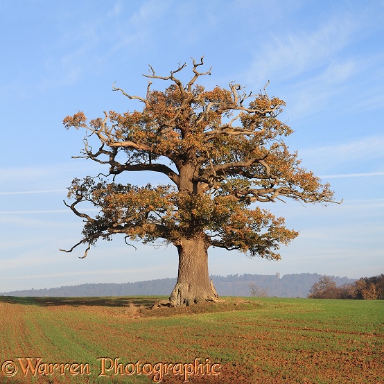 English Oak (Quercus robur) - Autumn (13-11-2011).  Surrey, England