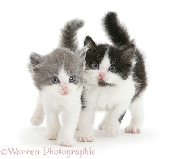 Black-and-white and grey-and-white kittens, white background