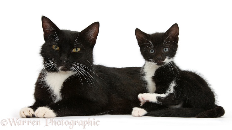 Black-and-white tuxedo mother cat and kitten, 7 weeks old, white background