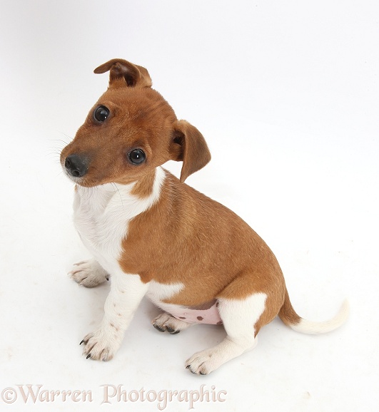 Jack Russell Terrier x Chihuahua pup, Nipper, sitting and looking up, white background