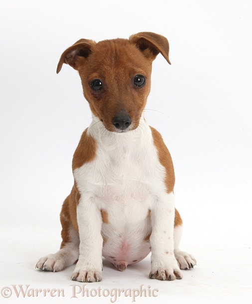 Jack Russell Terrier x Chihuahua pup, Nipper, sitting, white background