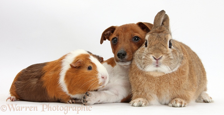 Jack Russell Terrier x Chihuahua pup, Nipper, with Guinea pig, Amelia, and Netherland-cross rabbit, Peter, white background