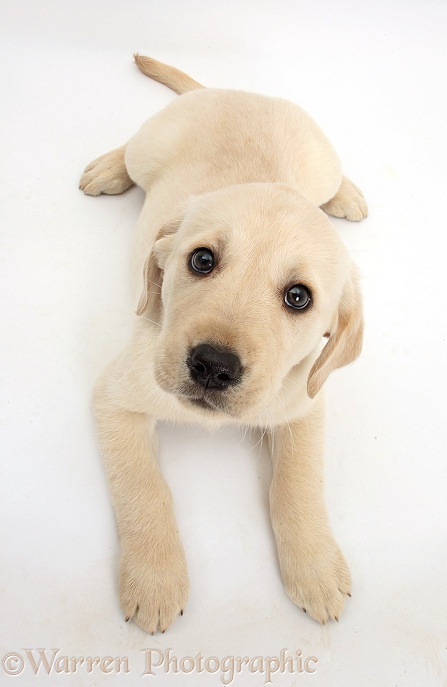 Yellow Labrador Retriever puppy, 8 weeks old, lying with head up and looking up, white background