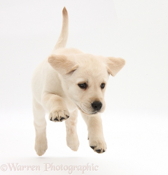 Yellow Labrador Retriever puppy, 8 weeks old, running, white background