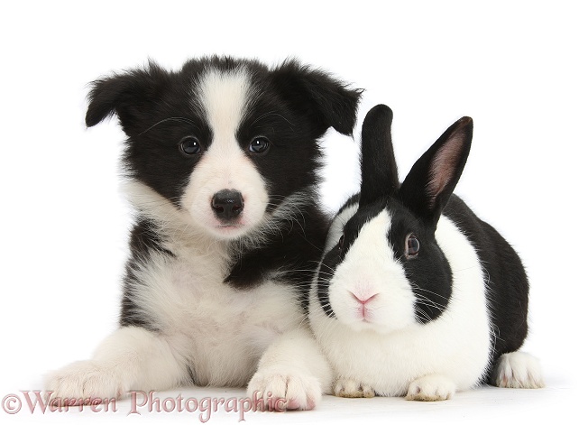Black-and-white Border Collie pup and black Dutch rabbit, white background