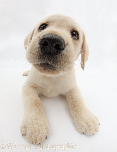 Yellow Labrador Retriever puppy, 8 weeks old, lying with head up, white background