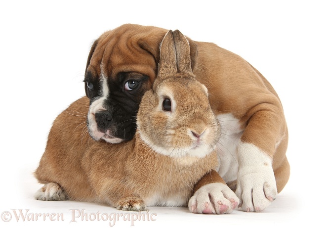 Boxer puppy and Netherland-cross rabbit, Peter, white background