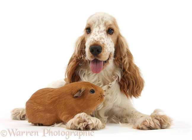 Orange Cocker Spaniel, Arthur, 1 year old, with red Guinea pig, white background