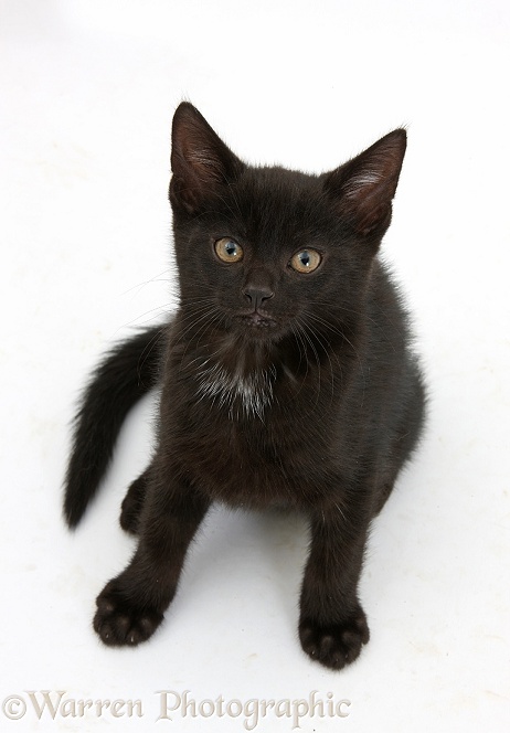 Black male kitten, Buxie, 8 weeks old, sitting and looking up, white background