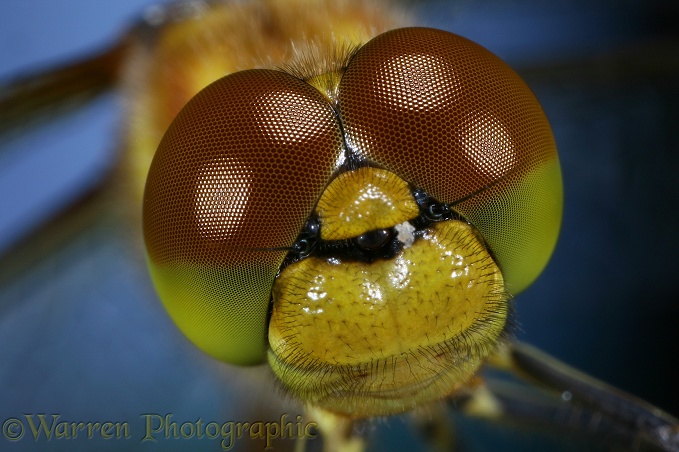 Common Darter Dragonfly (Sympetrum striolatum) eyes