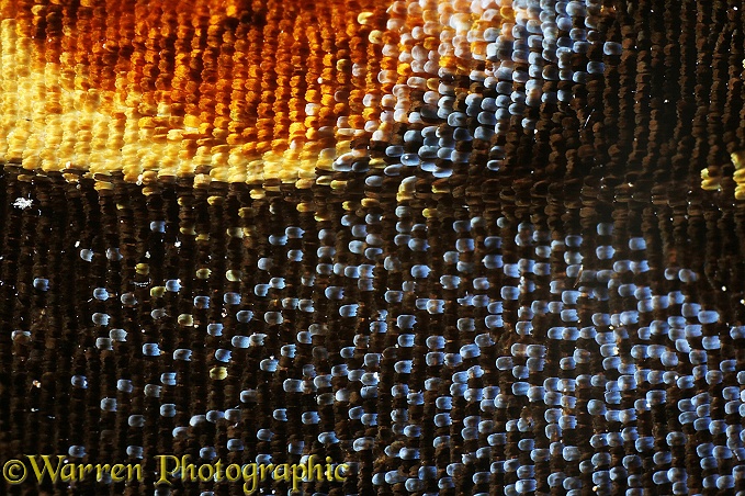 European Swallowtail Butterfly (Papilio machaon) wing scales
