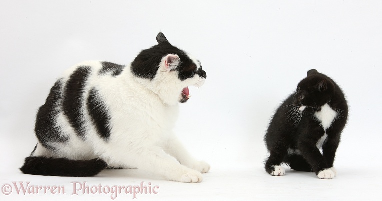 Black-and-white male cat, Pablo, hissing at black-and-white tuxedo kitten, Tuxie, 8 weeks old, white background