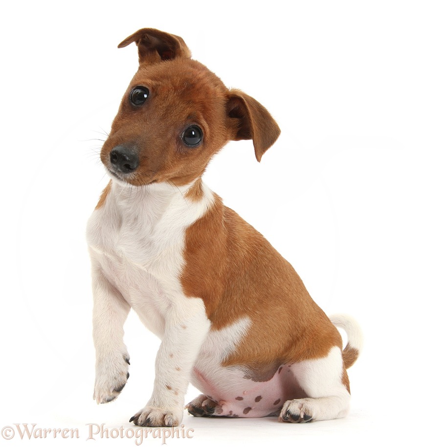 Jack Russell Terrier x Chihuahua pup, Nipper, sitting and looking quizzical with head tilted, white background