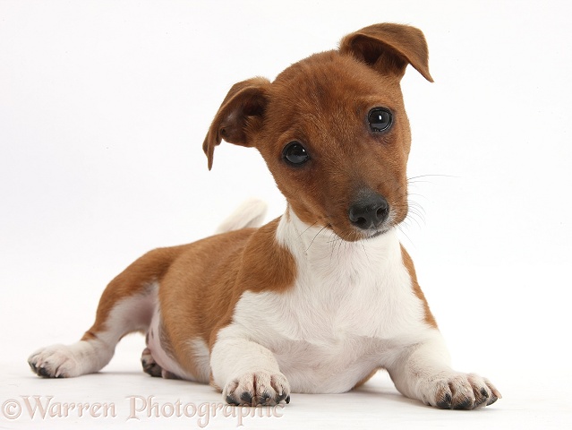 Jack Russell Terrier x Chihuahua pup, Nipper, lying with head up and looking quizzical with head tilted, white background