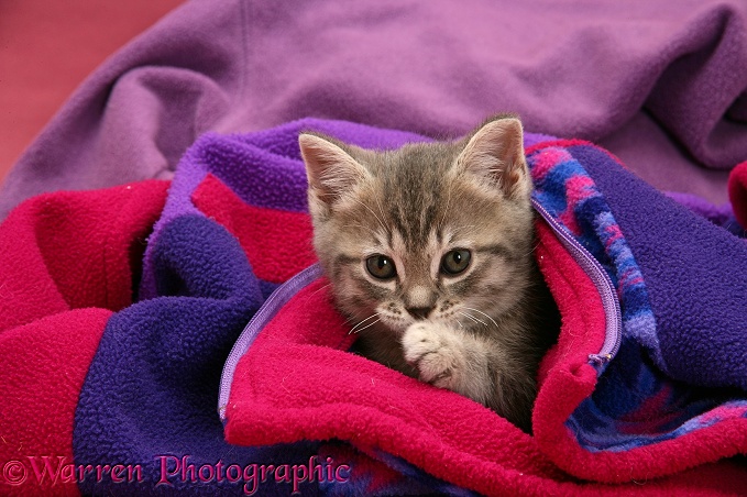 Tabby kitten in child's fleece