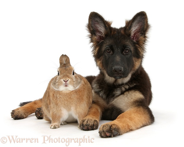 German Shepherd Dog bitch pup, Coco, 14 weeks old, with Netherland dwarf-cross rabbit, Peter, white background