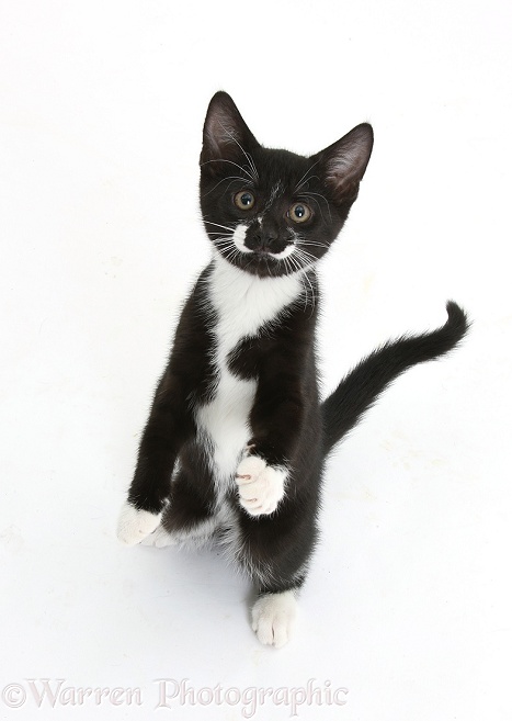 Black-and-white tuxedo kitten, Tuxie, 10 weeks old, standing up on haunches and looking up with raised paws, white background
