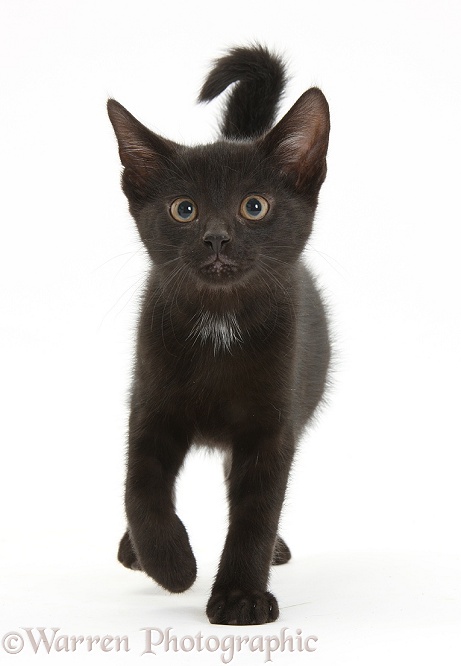 Black male kitten, Buxie, 10 weeks old, running forward, white background
