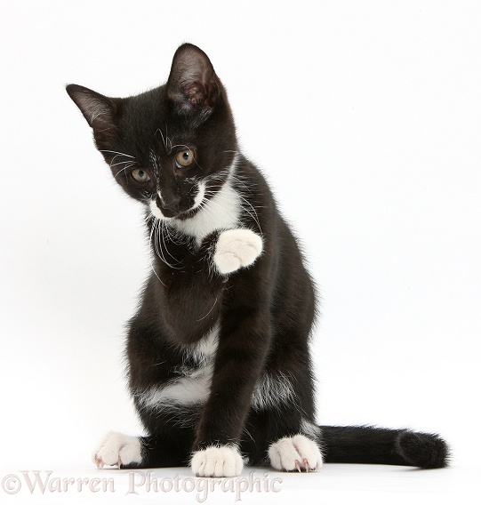 Black-and-white tuxedo kitten, Tuxie, 10 weeks old, looking up after washing his paw, white background