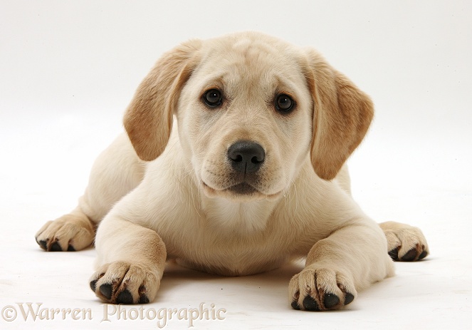 Yellow Labrador Retriever pup, 3 months old, lying with head up, white background