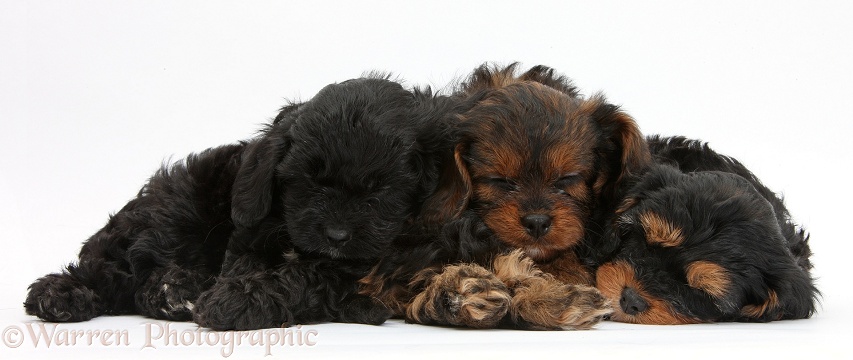 Sleeping black-and-tan Cavapoo pups, white background