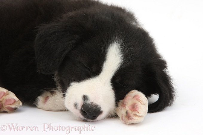 Sleeping black-and-white Border Collie pup, 6 weeks old, white background