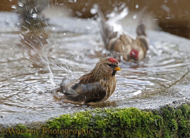Redpolls (Carduelis flammea) bathing in a birdbath