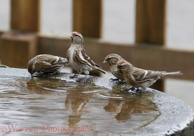 Redpolls (Carduelis flammea) drinking from a birdbath