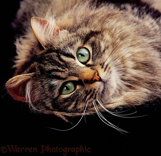 Portrait of long-haired tabby cat Mandy, lying on her side