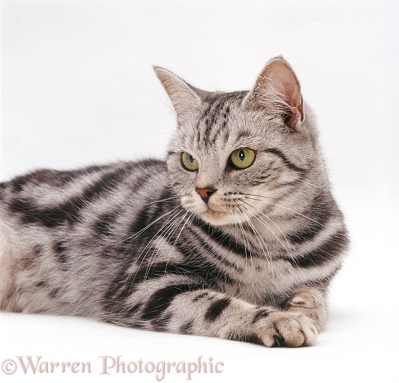 Three-quarters profile of silver tabby female cat, Zelda, white background