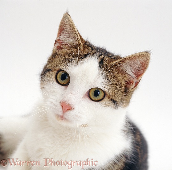 Tabby-and-white female cat, Lily, white background