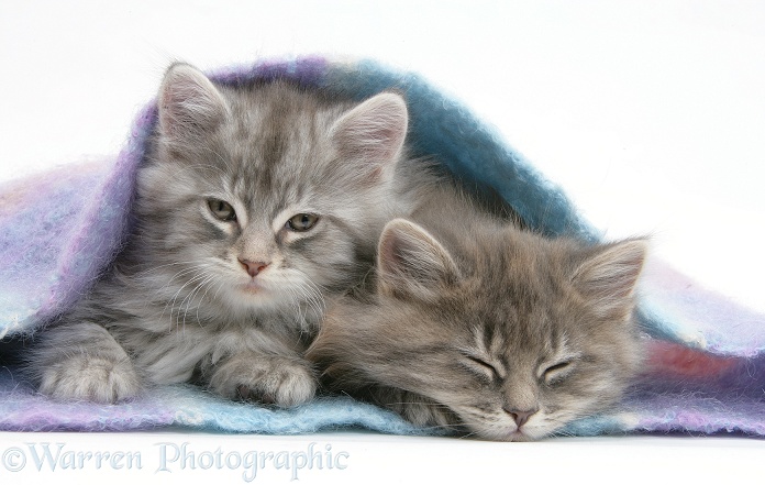 Sleepy Maine Coon kittens under a blanket, white background