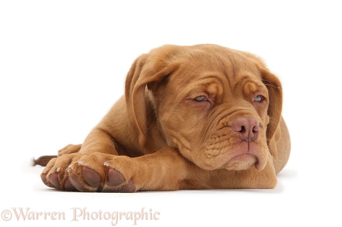 Sleepy Dogue de Bordeaux puppy, Freya, 10 weeks old, white background