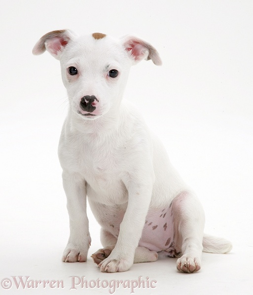 White Jack Russell Terrier pup, Angel, sitting, white background